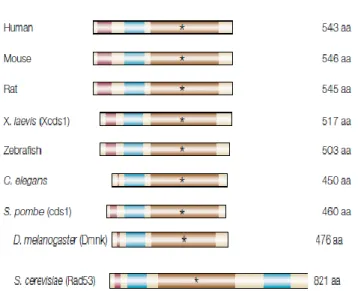 Figure  9.  Rad53  and  its  homologues  in  different  species.  The  alignment  of  conserved  domains:  The  SQ/TQ-rich  domain  in  maroon,  the  FHA  domain  in  blue  and  the  kinase  domain in brown