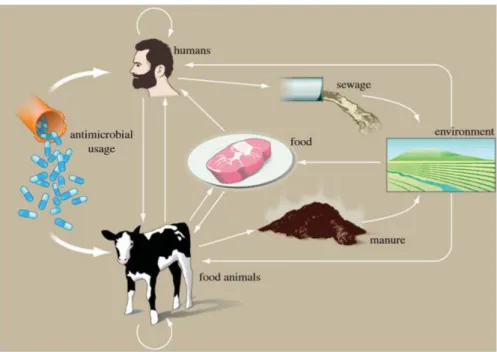 Tableau 5 : Bactéries environnantes résistantes à plusieurs familles d’antibiotiques. 