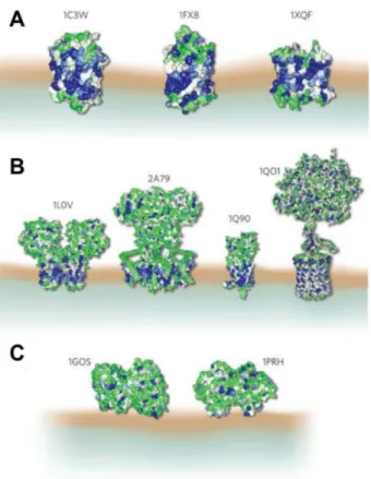 Figure 1 – Les différentes protéines membranaires. Extrait de [1]. A : protéines intrin- intrin-sèques