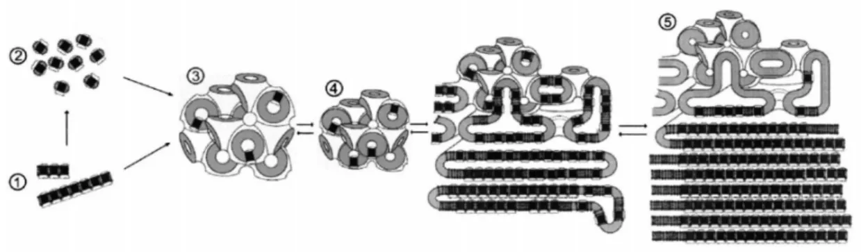 Figure 10 – Étapes hypothétiques de la formation de cristaux 3D in méso. Extrait de [30]
