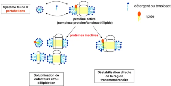 Figure 12 – Inactivation des protéines membranaires par le détergent. D’après Cécile Breyton (IBS, Grenoble), communication personnelle.