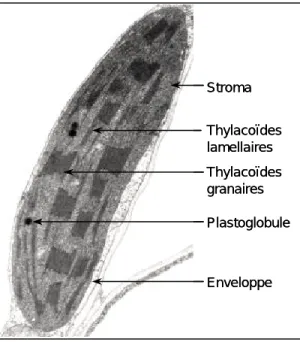Figure  1. Micrographie par transmission  électronique d’un chloroplaste de  Nicotiana  tabacum  (5000x)