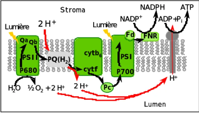 Figure  3. Schéma du transfert photosynthétique  d’électrons (shéma en Z) et des translocations de  protons