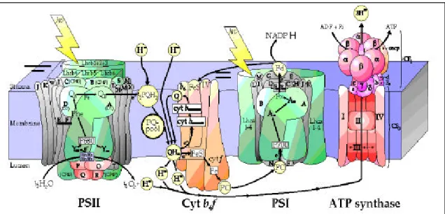 Figure 4.  Représentation schématique des différentes sous-unités des complexes  photosynthétiques au sein des membranes thylacoïdiennes (d’après Hankamer et al., 1997 et Nield  J., Thèse, University of London, 1997)