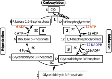 Figure 7.  Cycle de Calvin ou cycle photosynthétique  de réduction du carbone chez les plantes de type C 3 