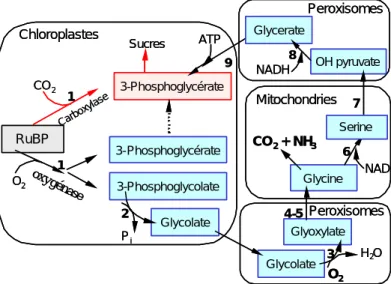 Figure 8. Cycle photorespiratoire, ou cycle photosynthétique  d’oxydation du carbone (d’après Osmond, 1981)