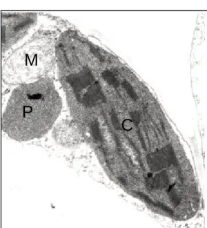 Figure 9. Micrographie par transmission  électronique d’une cellule de  Nicotiana  tabacum  (5000x) soulignant la promiscuité  entre chloroplaste (C), mitochondrie (M) et  peroxysome (P)