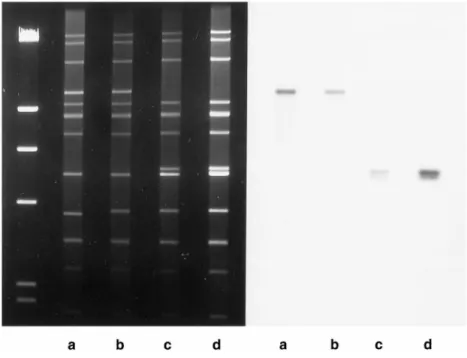Figure 3. Site-specific inactivation of the ndhB gene in the plastid transformants. Gel  electro-phoresis of SmaI-digested plastid DNA of  wild-type tobacco (a) and several plastid  transfor-mants (b–d) distinguishes a noninactivated transformant (b) from 