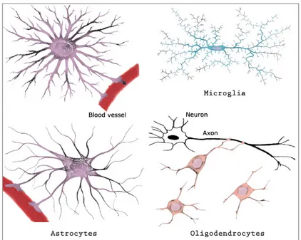 Figure I.1: Morphologies of the three principal types of glial cells: astrocytes, microglia and oligodendrocytes