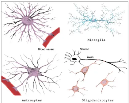 Figure I.1: Morphologies of the three principal types of glial cells: astrocytes, microglia and oligodendrocytes