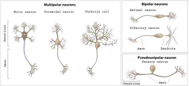 Figure I.2: Basic neuron types of different brain areas, classed by their morphology.