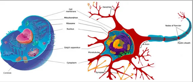Figure I.4: Common components between a typical eukaryotic animal cell (left), like glial cells, and a neuron (right)