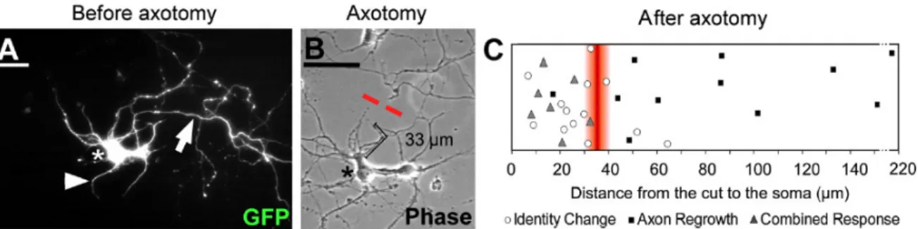 Figure I.7: A) GFP-positive hippocampal neuron at 10 DIV. Axon is identified by the arrow.