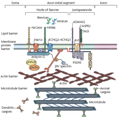 Figure I.13: Neurofascin (NF186) and neuron-glia related cell adhesion molecule (NrCAM) in the axon initial segment (AIS) barrier