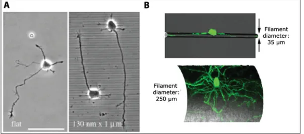 Figure I.16: Cell response to topography: grooves and curvatures. A) The effect of nanogrooves (1 µm wide, 130 nm deep) on Xenopus neuron growth, showing perpendicular and parallel extension of neurites with respects to grooves (right)