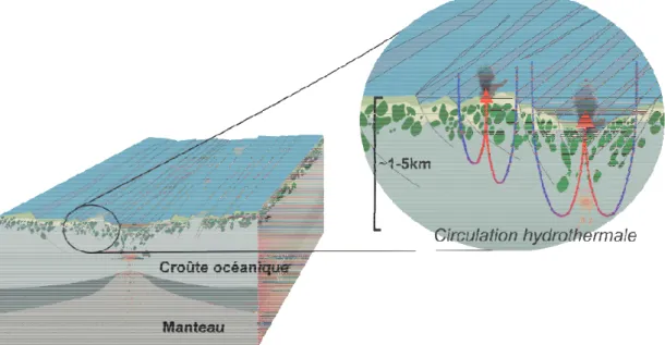 Figure 1.3 : Principe de la circulation hydrothermale. L’eau froide (flèches bleues) s’infiltre dans la  croûte, se dilate en s’échauffant et remonte en surface en un écoulement focalisé (flèches rouges)   et chargée en gaz, sels et métaux