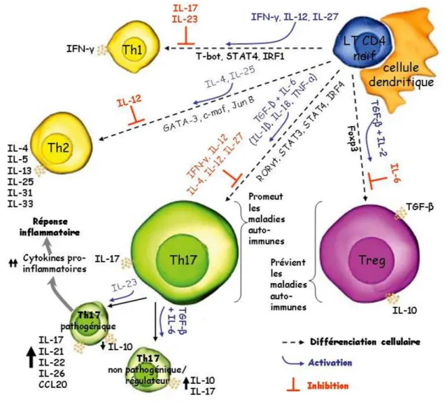 Figure 6 : Induction et régulation des cellules Th1/Th2/Th17 et T régulatrices  (d’après eBioscience (www.ebioscience.com))