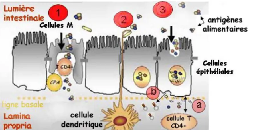 Figure 7 : Prise en charge des antigènes alimentaires présents dans la lumière intestinale  et leur présentation au système immunitaire associé à la muqueuse intestinale 