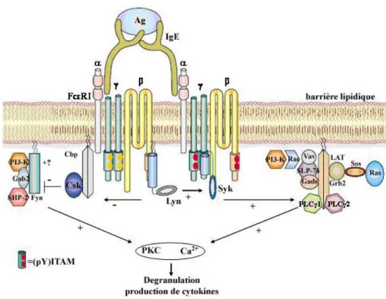 Figure 9 : Signalisation intracellulaire via le FcεRI aboutissant à la dégranulation des  mastocytes et basophiles