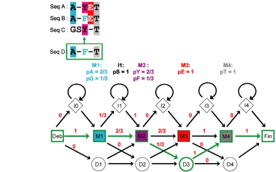Figure 11 : Identification de la trajectoire pour que le HMM génère la séquence D alignée   de façon optimale par l’algorithme de Viterbi