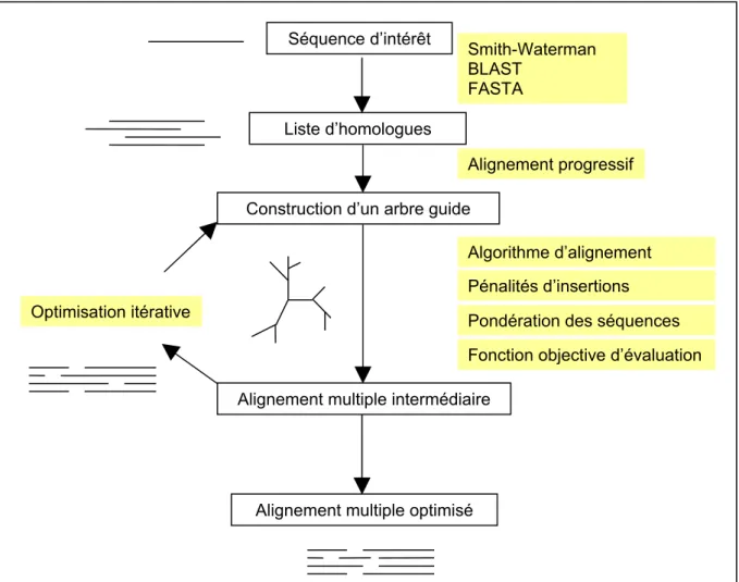 Figure  12 : Schéma simplifié des différentes étapes de calcul d’un alignement multiple