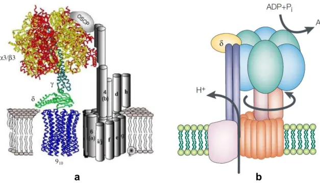 Figure  6.  Models  of  F o F 1   ATP  synthases  representing  Saccharomyces  cerevisiae  mitochondrial  ATP  synthase and Escherichia coli ATP synthase. 
