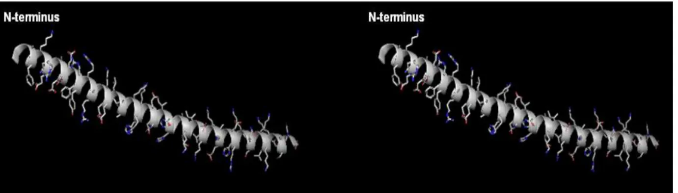 Figure 17. Stereo view of the 2.2 Å crystal structure of bovine IF1 (Cabezon et al, 2001).  