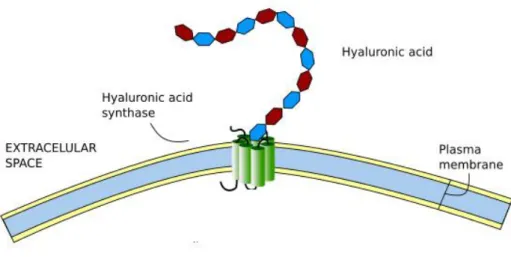 Figure 1 :  Diagram of hyaluronic acid synthesis by the hyaluronic acid synthase. 