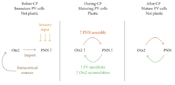 Figure 20: Otx2-PNN feedback loop for critical period plasticity. 