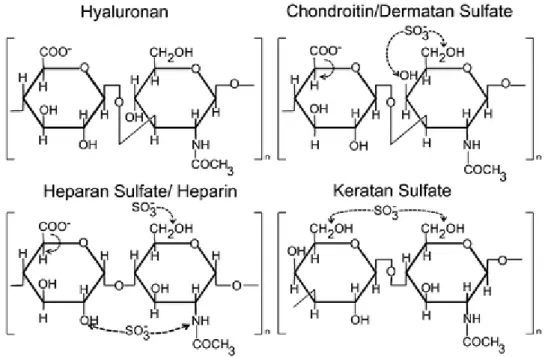 Figure 24: Structure of disaccharide unit of GAG members. 