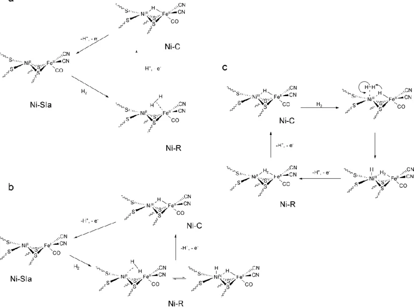 Figure 6 : propositions de mécanisme pour l’oxydation catalytique de l’hydrogène par  l’hydrogénase NiFe (l’état de protonation des cystéines n’est pas représenté sur cette figure)  Dans  les  cycles  a  et  b, l‟état  initial de  l‟enzyme  est  sa  forme 
