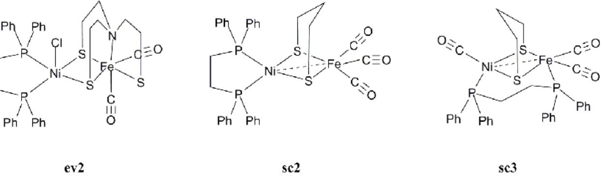 Figure 10 : modèles structuraux possédant un ligand phosphine coordinant le nickel, deux ponts   thiolate coordinant un motif fer-carbonyle  