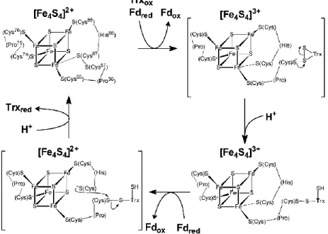 Figure II-3-d-2 : Mécanisme proposé de réduction de la thiorédoxine par la FTR (Walters et al