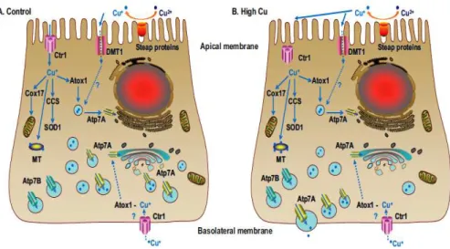 Figure 7 – Mod`ele du trafic du cuivre au sein des cellules intestinales [29]