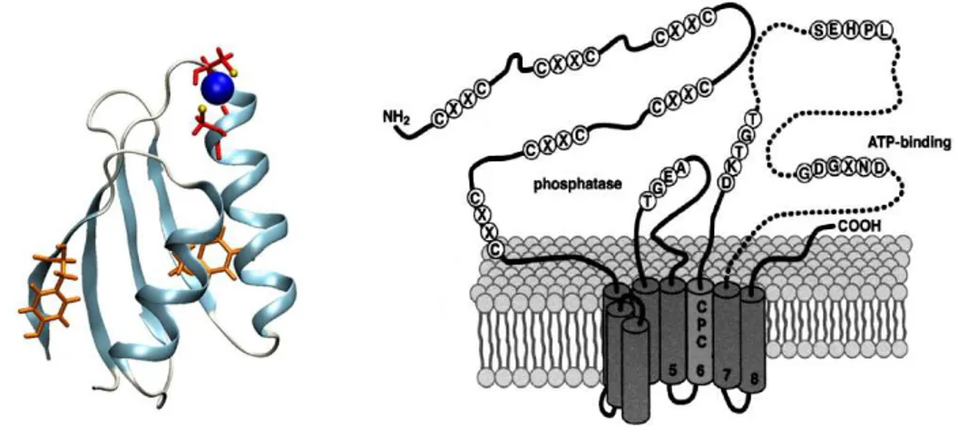 Figure 9 – A gauche Structure de Atox1 : en jaune, les thiolates des cyst´eines, en bleu, le cuivre(I) [36] ; A droite Structure de ATP7A/B [37]