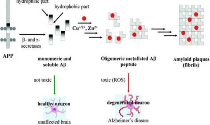 Figure 19 – Sch´ema ≪ de l’hypoth`ese de la cascade amylo¨ıde ≫ [90]