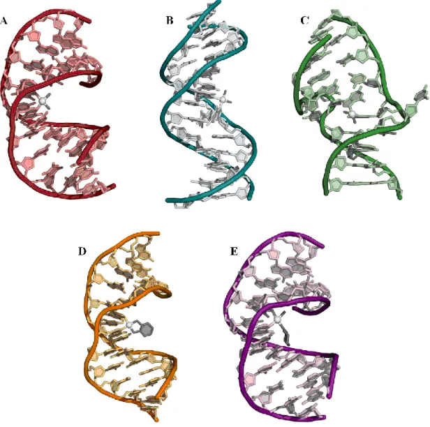 Figure  12 :  Déformations  de  la  double  hélice  d’ADN  induites  par  la  présence  d’adduits  du  platine :  (A)  adduit  cisplatine  1,2-d(GpG)  intrabrin ;  (B)  adduit  cisplatine  1,3-d(GpNpG)  intrabrin ;  (C)  adduit  cisplatine  interbrin ;  (D