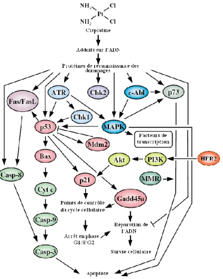 Figure  16 :  La  complexité  des  voies  biochimiques  d’enclenchement  de  l’apoptose  suite  à  la  détection  de  dommages  induits  par  le  cisplatine  sur  l’ADN  (adapté  de  Siddik, 2003).