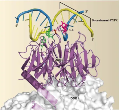 Figure  18  :  Structure  du  complexe  UV-DDB  fixé  sur  une  lésion  de  type  (6-4)-PP