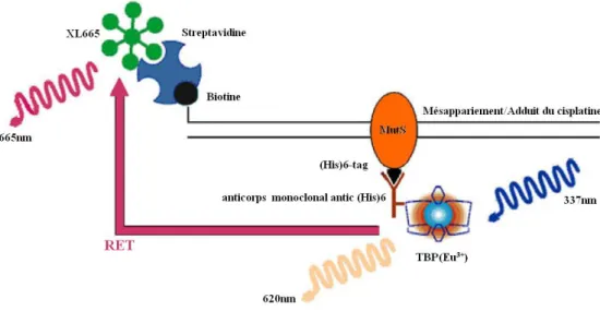 Figure  23 :  Détection  de  la  fixation  de  MutS  sur  une  lésion  par  émission  de  fluorescence  grâce  au  transfert  d’énergie  par  résonance  (RET ;  adapté  de   Lopez-Crapez et al., 2008)