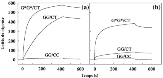 Figure  28 :  Analyse  par  SPR  de  la  dissociation  de  la  protéine  MutS  avec  un  oligonucléotide  portant  un  mésappariement  de  base  (GG/CT)  ou  une  lésion  complexe  [mésappariement  +  adduit  1,2-d(GpG)  du  cisplatine]  (G*G*/CT)  en  l’a