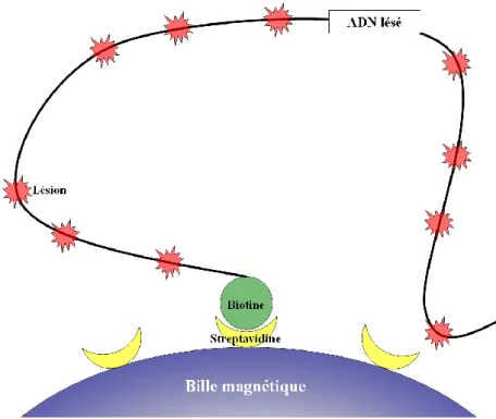 Figure  33 :  Fixation  de  l’ADN  plasmidique  linéarisé  biotinylé  lésé  sur  les  billes  magnétiques grâce à l’interaction biotine-streptavidine.