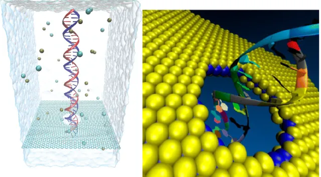 Figure 1.15 – Simulations de la translocation d’ADN double brin `a travers un nanopore dans des membranes de graph`ene [97] et de disulfure de molybd`ene [98].