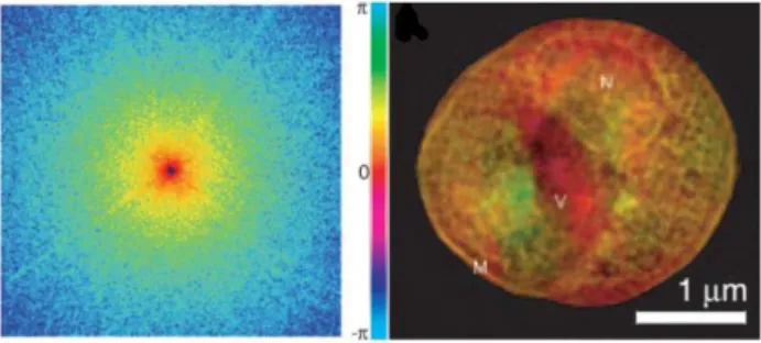 Figure 1.16: Left: Soft x-ray diffraction pattern of a freeze-dried yeast cell.