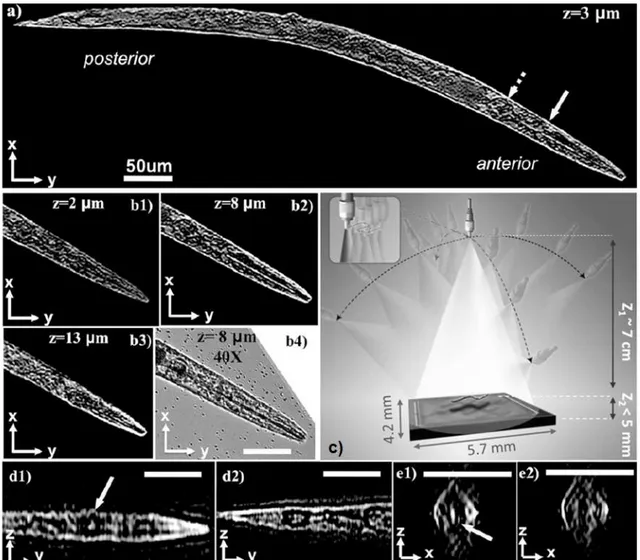 Figure I.10: Application of lens-free on-chip tomography toward 3D imaging of C. Elegans