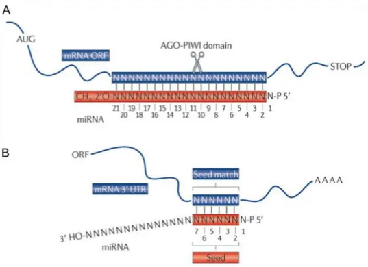 Figure  6.  Reconnaissance  entre  miARN  et  ARNm  par  appariements  Watson-Crick.  A  |  Reconnaissance  chez  les  plantes  avec  appariement  parfait  entre  le  miARN  et  son  ARNm