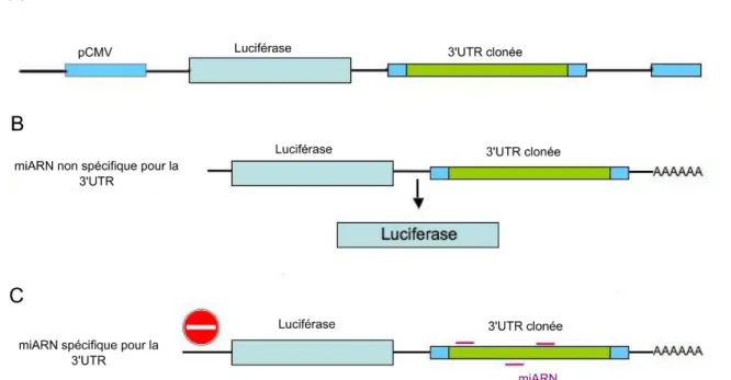Figure 9. Expérience de gène rapporteur. A | Création du gène chimérique avec un promoteur constitutif (ici celui  du cytomégalovirus – CMV), la luciférase et d’une région 3’UTR