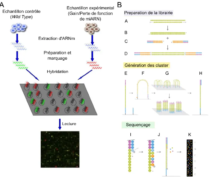 Figure  11.  Deux  méthodes  transcriptomiques  d’analyse  d’ARNm.  A  | Expérience  de  puce  à  ADN  à  deux  couleurs