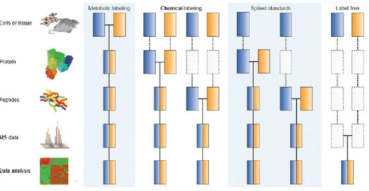 Figure  6 :  Représentation  des  stratégies  classiques  de  protéomique  quantitative