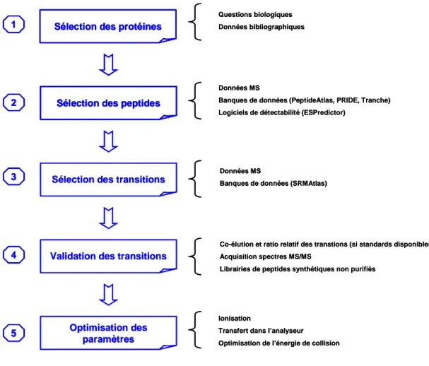 Figure  12 :  Conception  d’une  méthode  de  SRM.  Ce  développement  se  divise  en  5  phases, (1) la sélection des protéines, (2) la sélection des peptides, (3) la sélection des transitions, (4)  la validation des transitions, (5) l’optimisation des pa